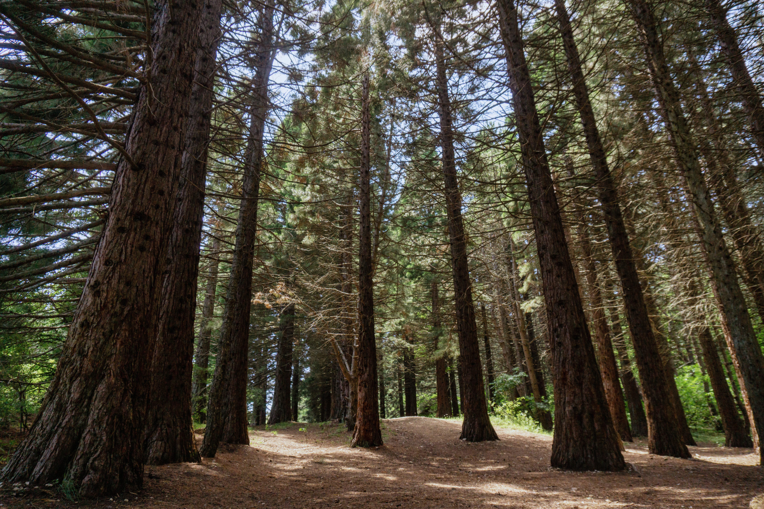 pine-trees-in-a-forest-2025-03-10-04-27-42-utc