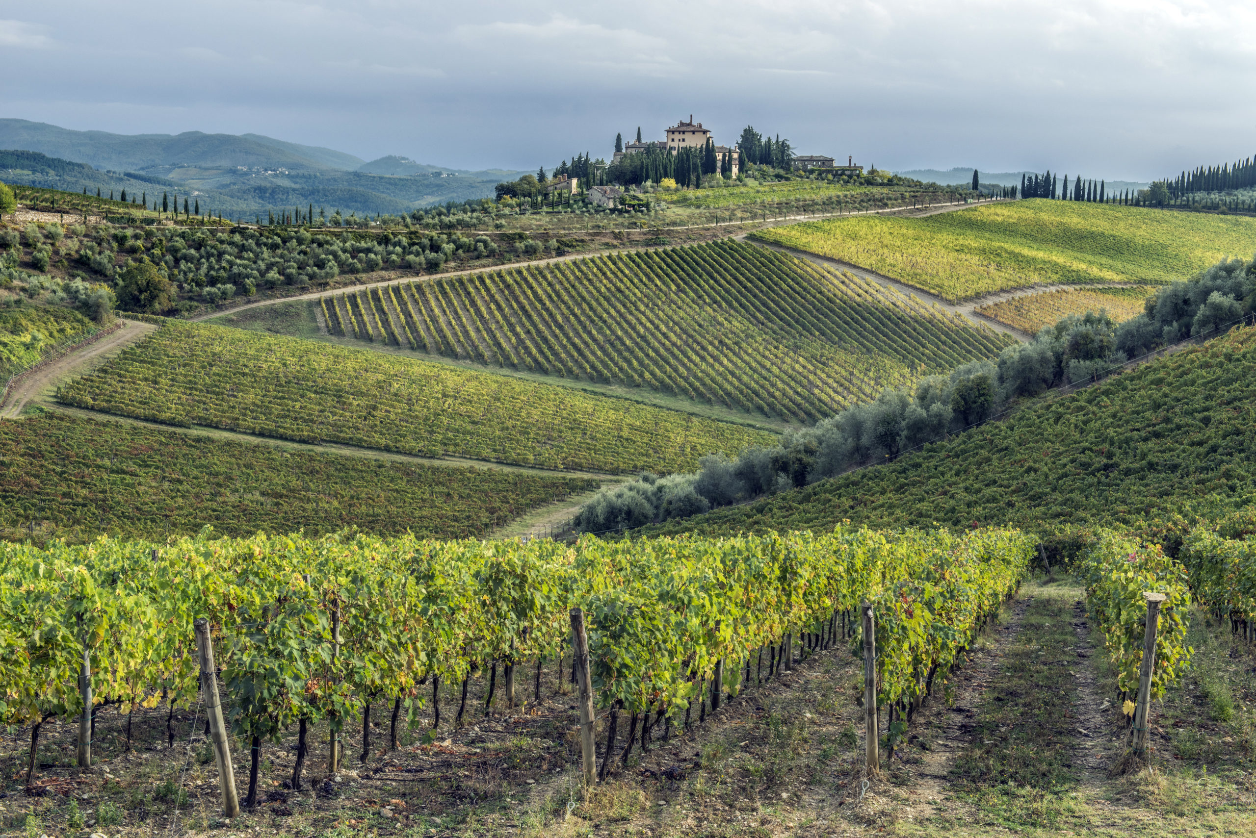 Radda in Chianti,Italy,Vines growing in rural vineyard