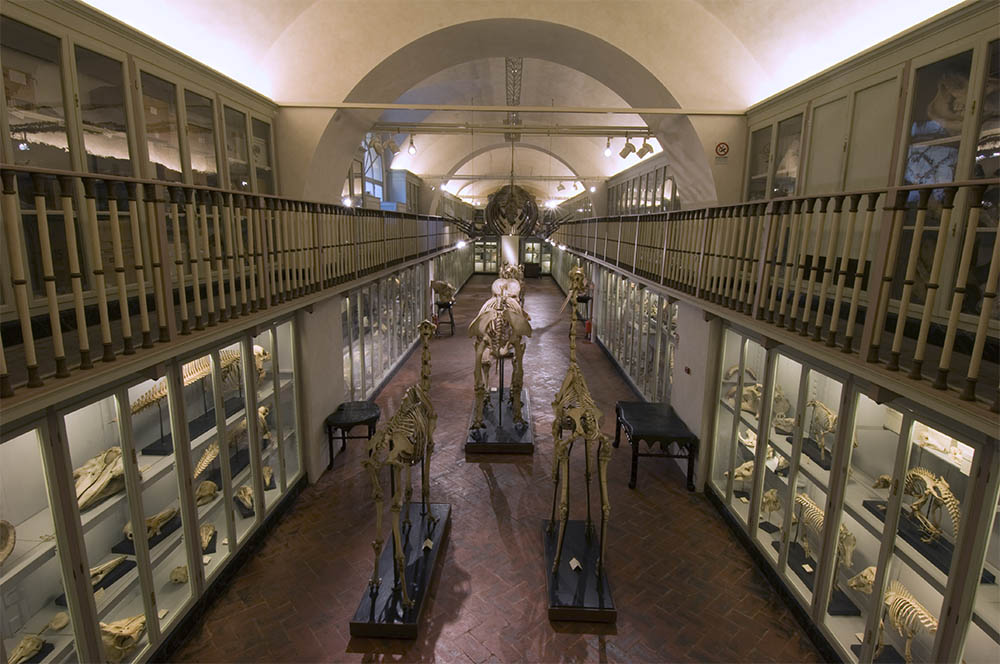 Museo di Storia Naturale La Specola